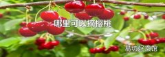 哪里可以摘樱桃
