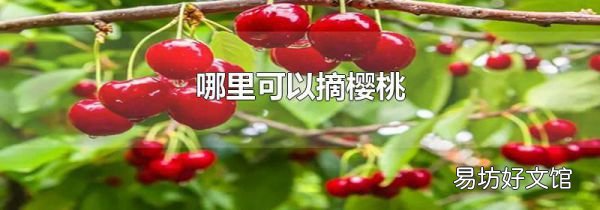 哪里可以摘樱桃