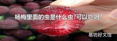 杨梅里面的虫是什么虫?可以吃吗?