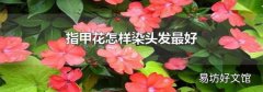 指甲花怎样染头发最好