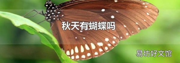秋天有蝴蝶吗