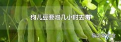 狗儿豆要泡几小时去毒