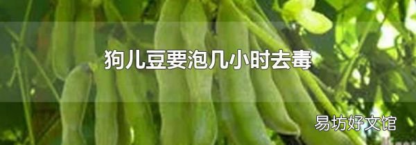 狗儿豆要泡几小时去毒