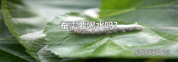 蚕需要喝水吗?