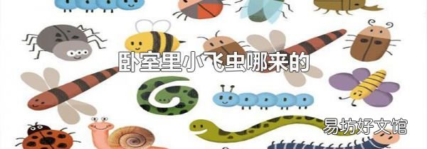 卧室里小飞虫哪来的