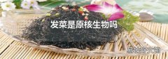 发菜是原核生物吗