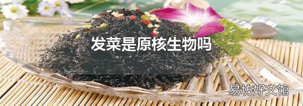 发菜是原核生物吗