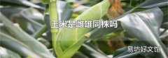 玉米是雌雄同株吗
