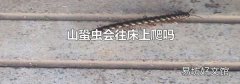 山蛩虫会往床上爬吗
