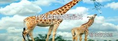 什么动物的腿最长