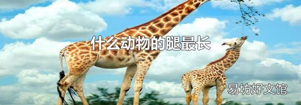 什么动物的腿最长