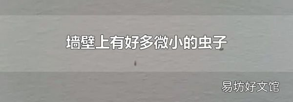 墙壁上有好多微小的虫子