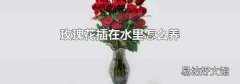 玫瑰花插在水里怎么养