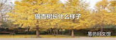 银杏树长什么样子