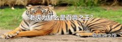 老虎为什么是百兽之王?