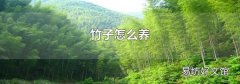 竹子怎么养