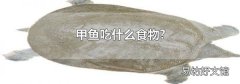 甲鱼吃什么食物?