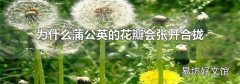 为什么蒲公英的花瓣会张开合拢