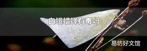 白蛾蜡蝉有毒吗