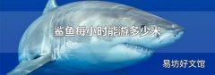 鲨鱼每小时能游多少米