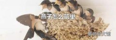 燕子怎么筑巢