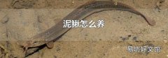 泥鳅怎么养