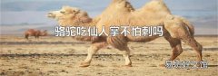 骆驼吃仙人掌不怕刺吗