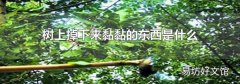 树上掉下来黏黏的东西是什么