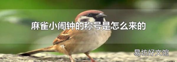 麻雀小闹钟的称号是怎么来的