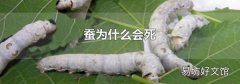 蚕为什么会死