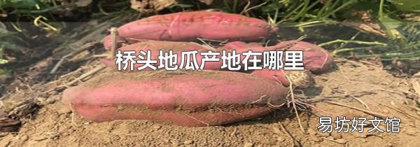 桥头地瓜产地在哪里