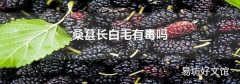 桑葚长白毛有毒吗