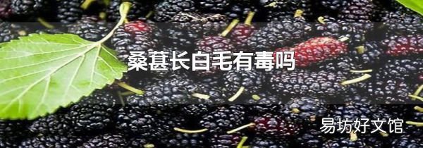 桑葚长白毛有毒吗