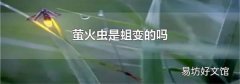 萤火虫是蛆变的吗