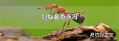 蚂蚁会游泳吗