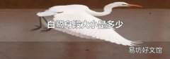 白鹭身段大小是多少
