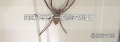 蜘蛛不见了一般爬去哪里了