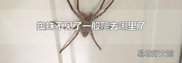 蜘蛛不见了一般爬去哪里了