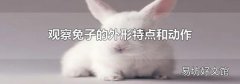 观察兔子的外形特点和动作