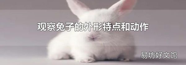 观察兔子的外形特点和动作