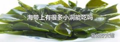 海带上有很多小洞能吃吗