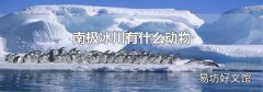 南极冰川有什么动物