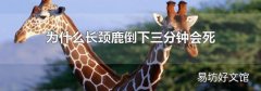 为什么长颈鹿倒下三分钟会死