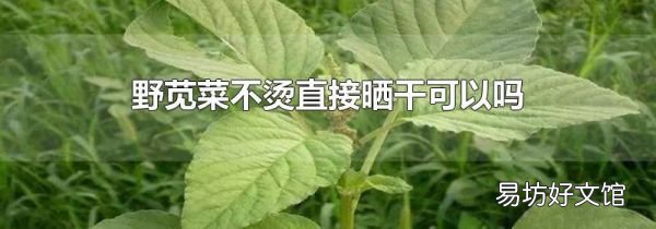 野苋菜不烫直接晒干可以吗