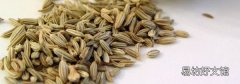 小茴香是孜然吗