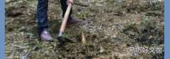 怎么找冬笋