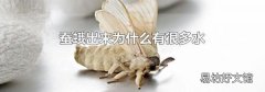 蚕蛾出来为什么有很多水