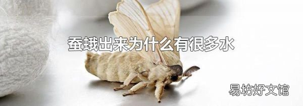 蚕蛾出来为什么有很多水