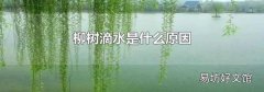 柳树滴水是什么原因