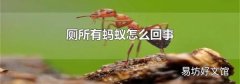 厕所有蚂蚁怎么回事